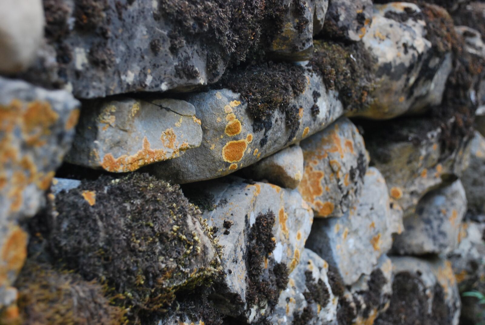 Nikon D40X sample photo. Wall, pyrenees, moss photography