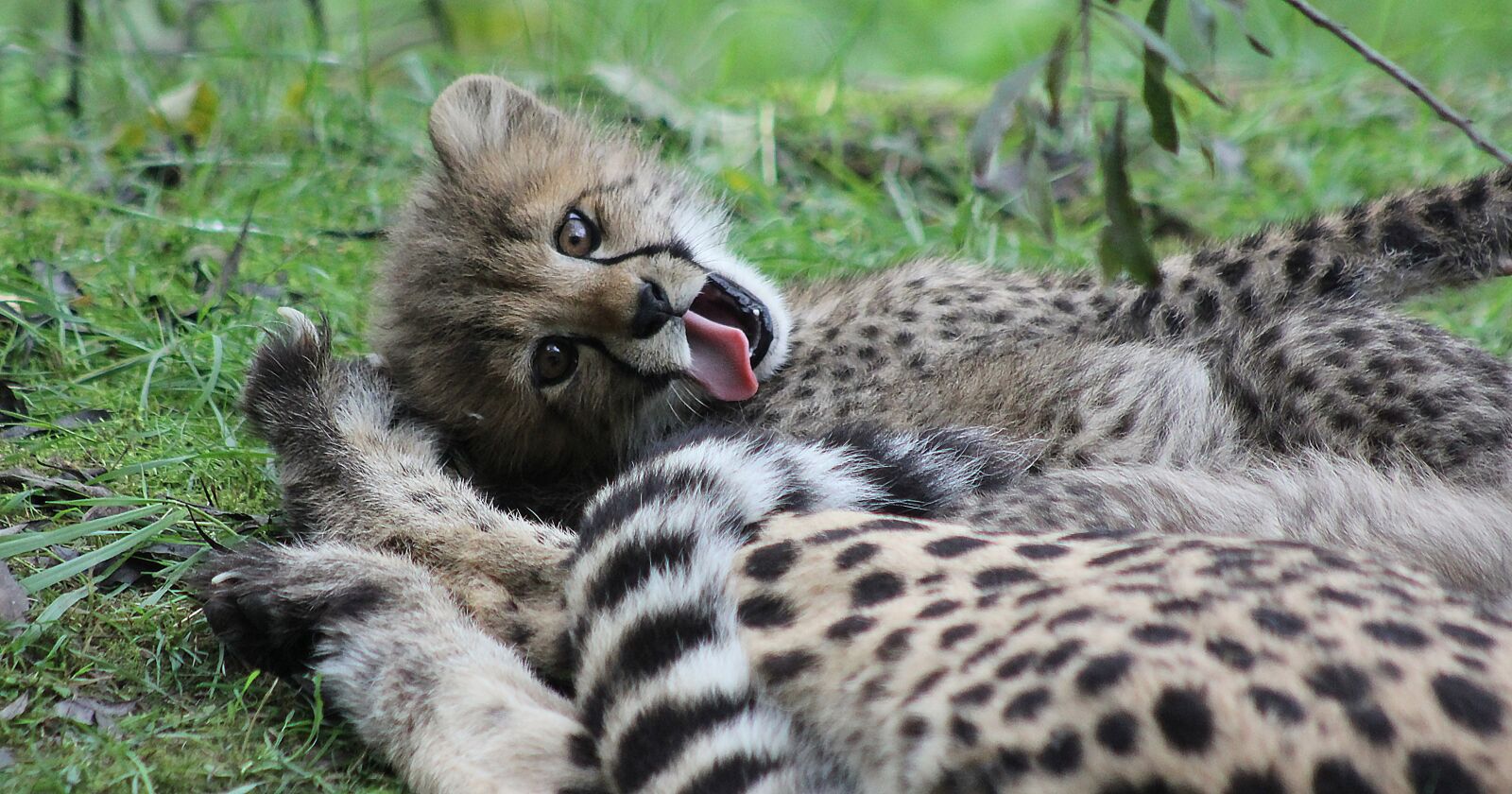 Canon EOS 550D (EOS Rebel T2i / EOS Kiss X4) sample photo. Cheetah, big cat, predator photography