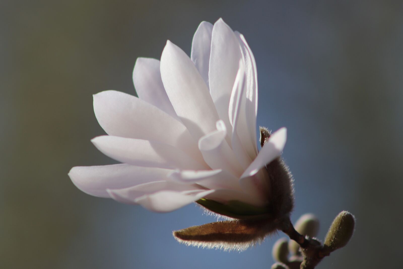 Canon EOS 800D (EOS Rebel T7i / EOS Kiss X9i) sample photo. Magnolia, blossom, bloom photography