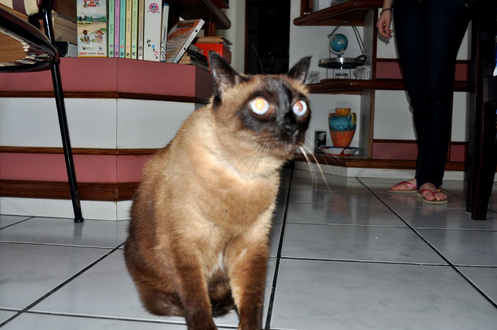 Nikon D5000 sample photo. Brown, domestic cat, house photography