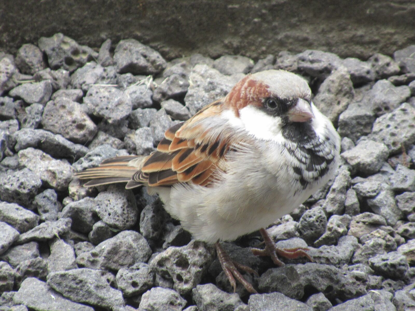 Canon PowerShot SX620 HS sample photo. Bird, mauritius, feather photography