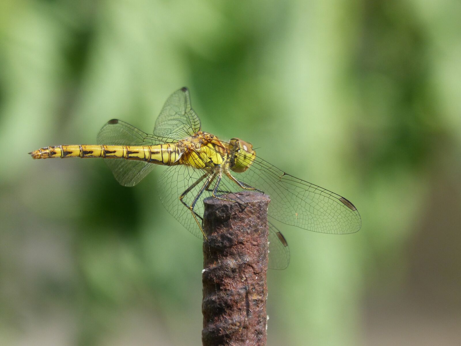 Panasonic DMC-FZ62 sample photo. Ib lula, yellow dragonfly photography