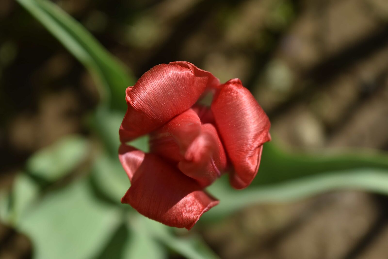 Nikon D5500 sample photo. Flower bud, flower garden photography