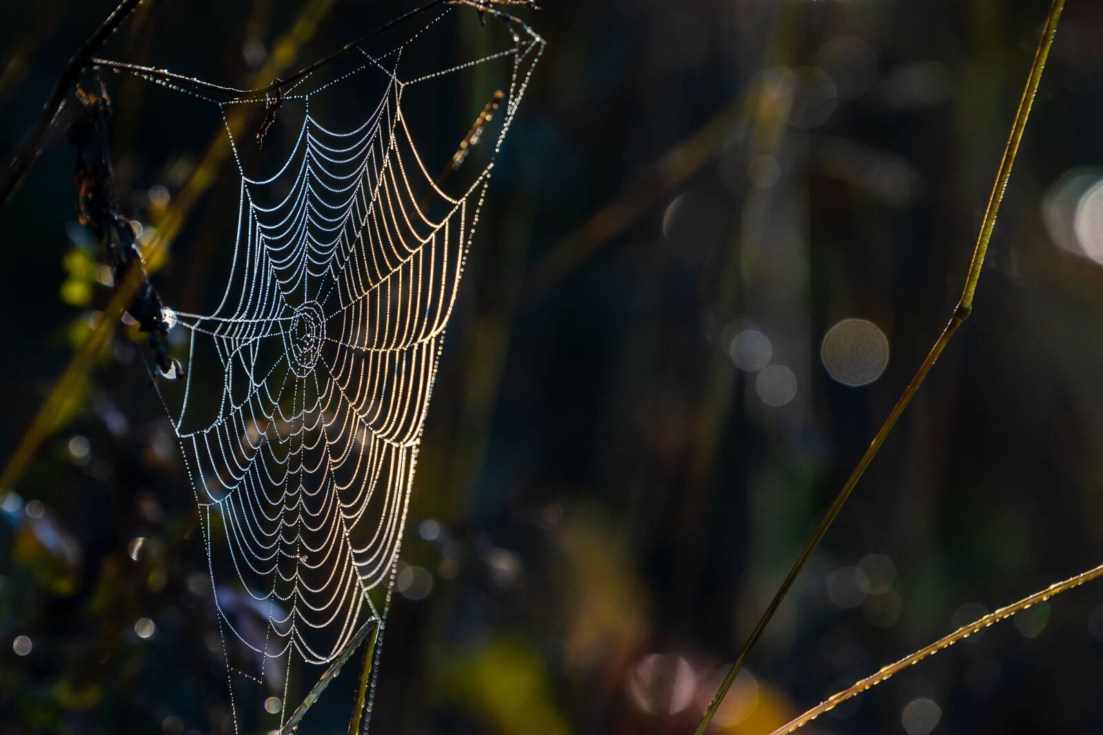 Sony a7 III + Sony FE 70-200mm F4 G OSS sample photo. Nature, animal, spider photography