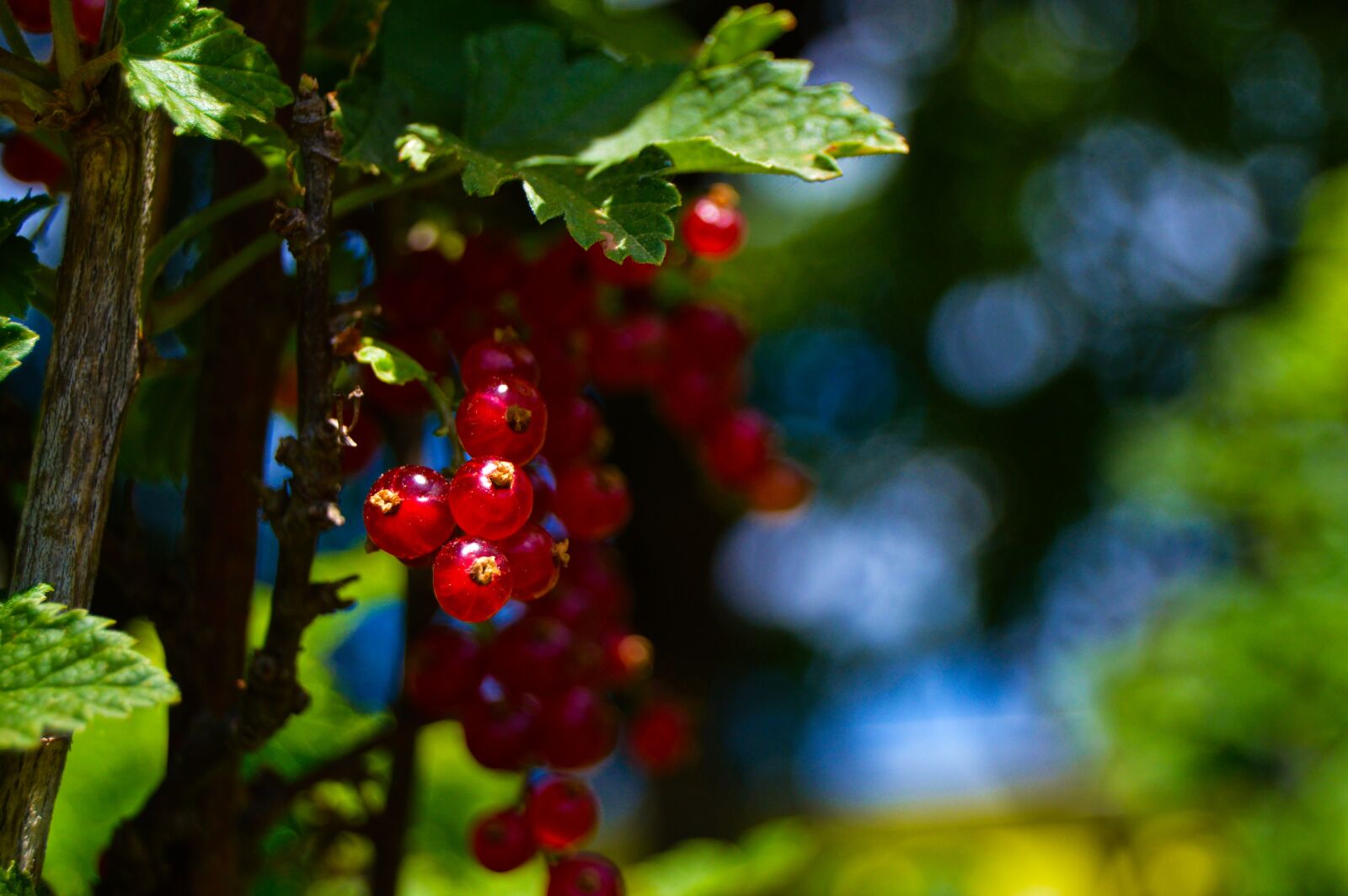 Nikon D3200 sample photo. Currants, fruits, red fruits photography
