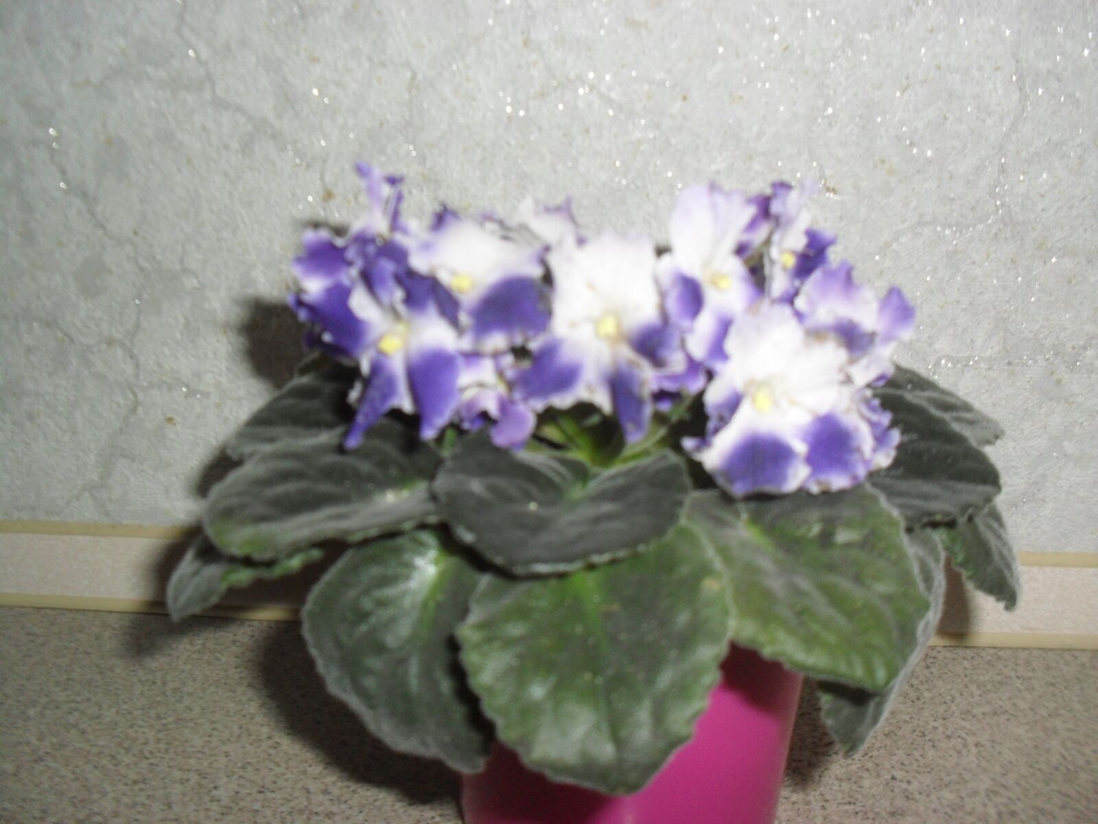 Samsung ES60 / VLUU ES60 /  SL105 /  ES63 sample photo. Flower pot, white-blue, violet photography