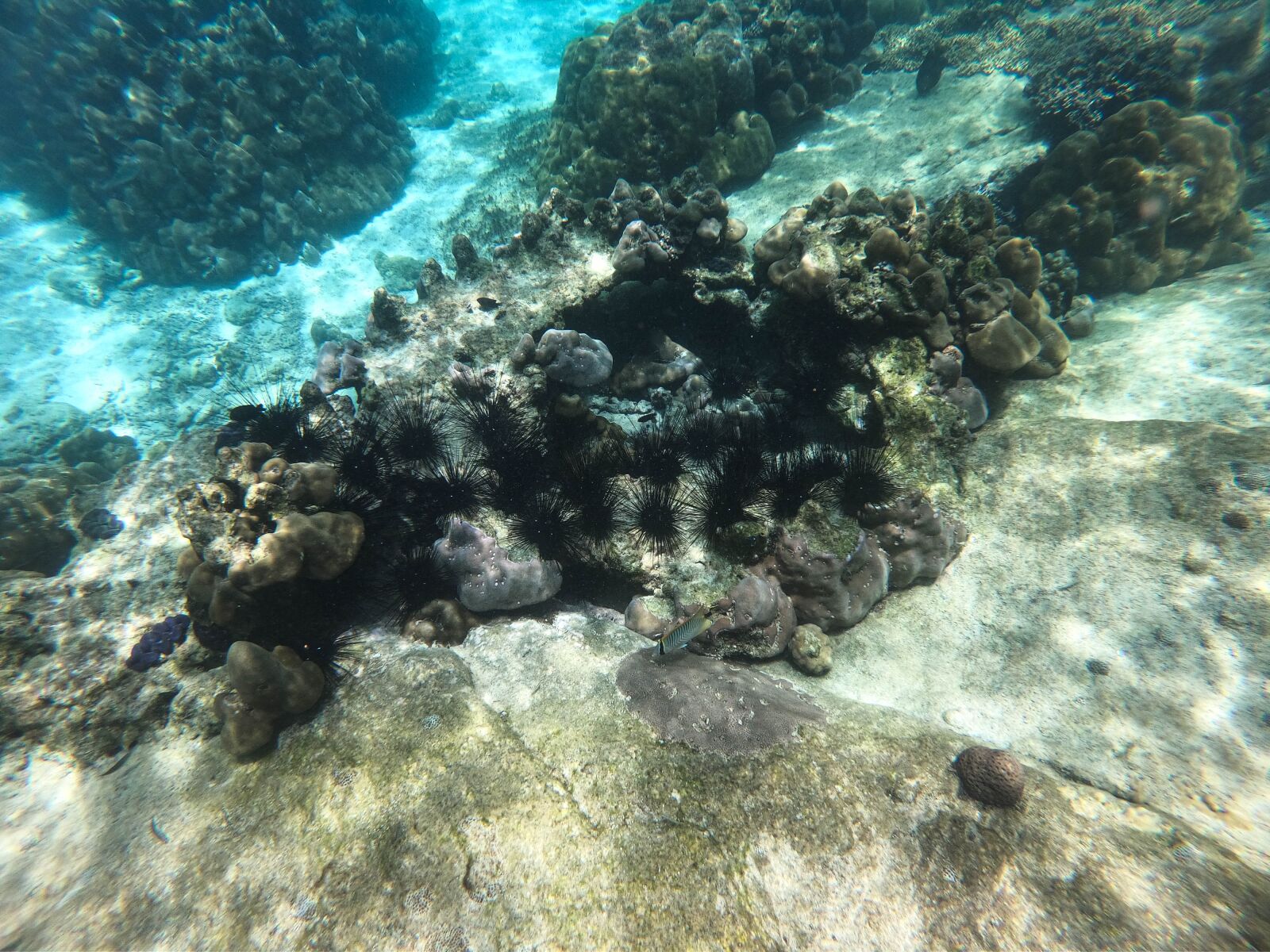 GoPro Hero7 Black sample photo. Ocean, coral reef, sea photography
