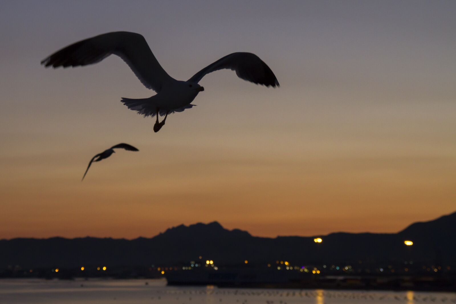 Canon EOS 7D sample photo. Afterglow, gulls, contour photography