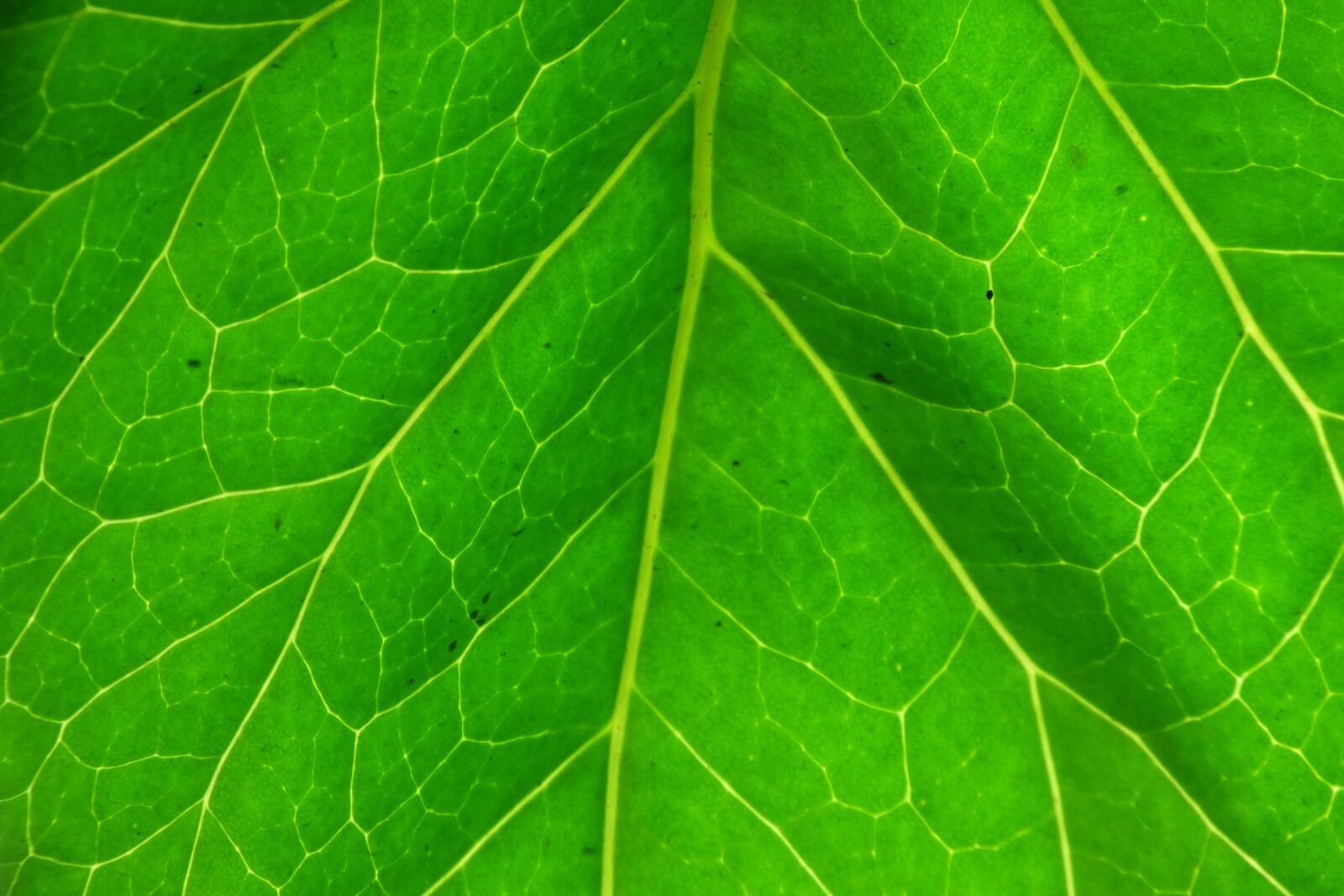Panasonic Lumix DMC-FZ70 sample photo. Leaf, green leaf, plant photography