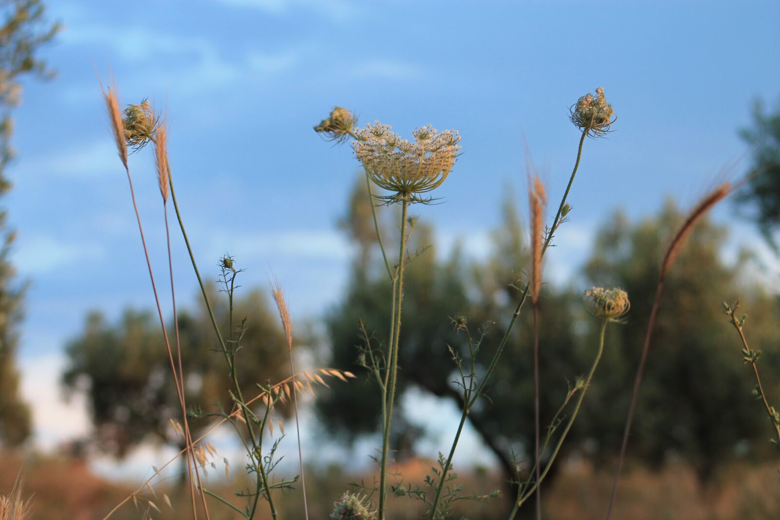 Canon EF75-300mm f/4-5.6 sample photo. Landscape, sky, summer photography