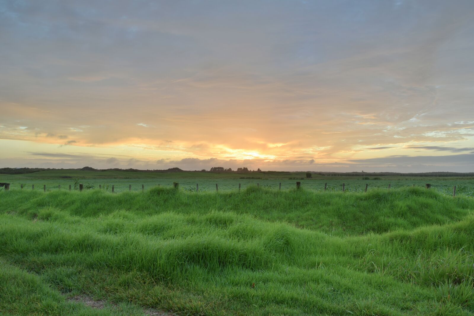 Nikon D5300 sample photo. Morgenstimmung, grass, nature photography