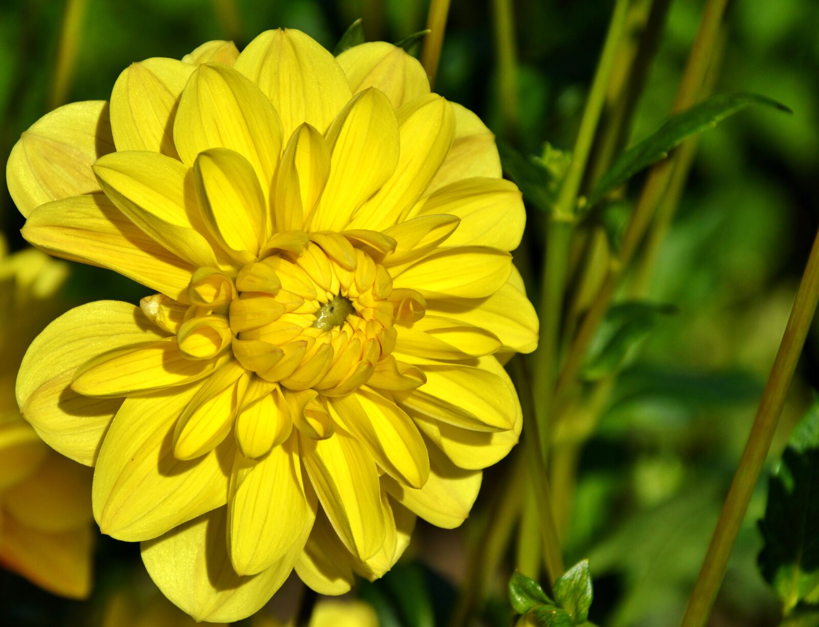 Nikon D3200 sample photo. Dahlia, dahlia flower, flower photography