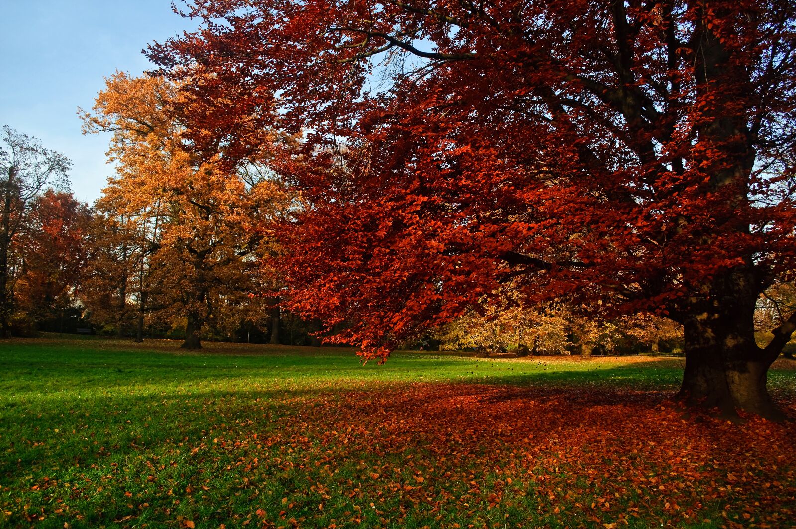 Nikon D90 sample photo. Autumn, tree, leaf photography