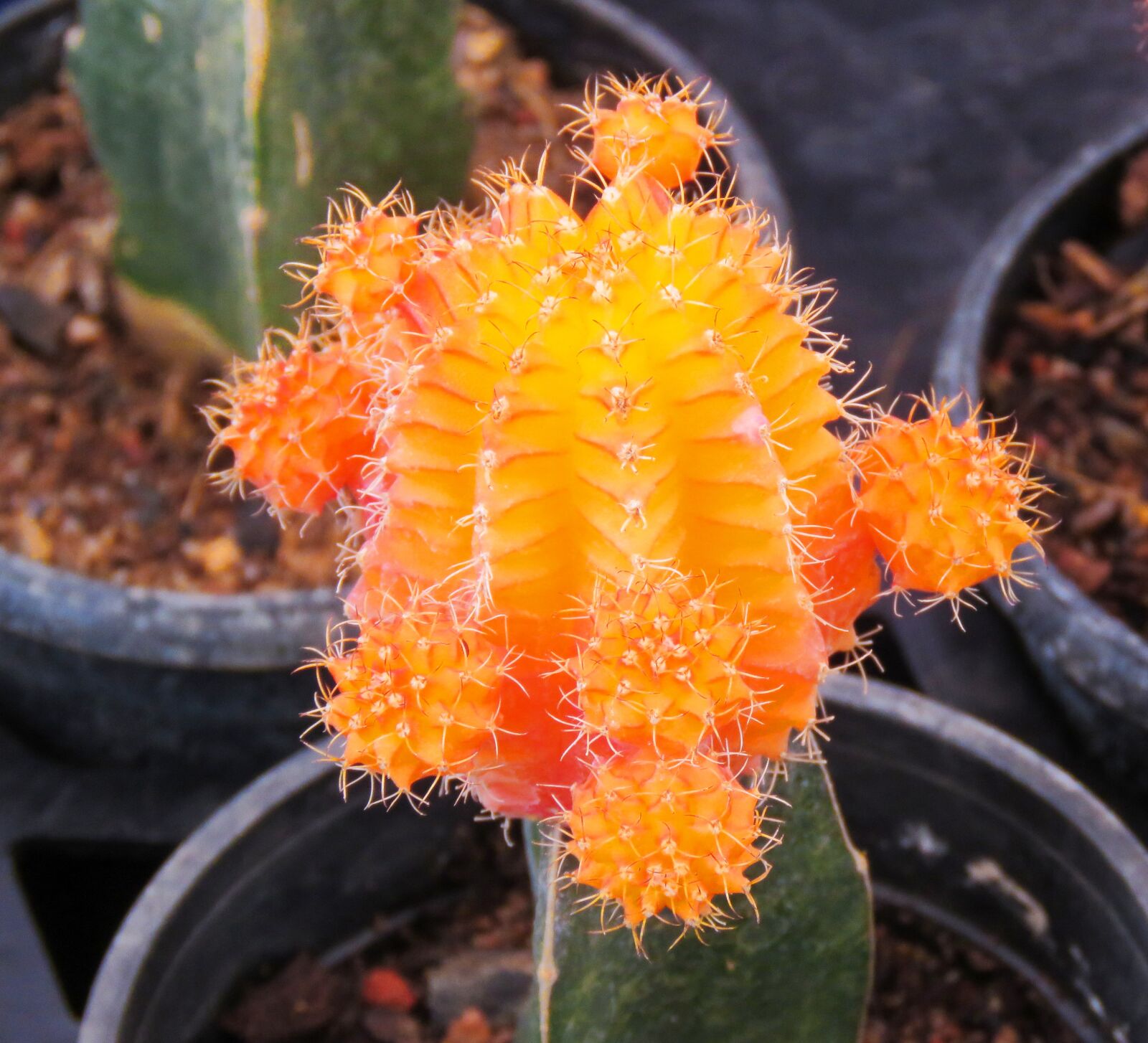 Canon PowerShot SX60 HS sample photo. Cactus, cactus flower, orange photography