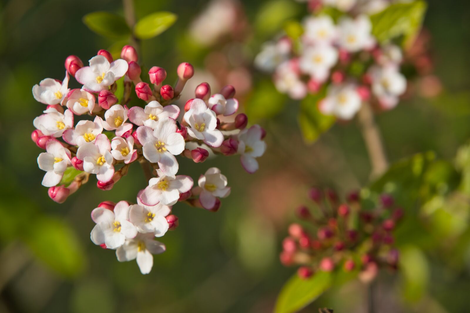 Sony a6400 sample photo. Silk plant, plant, nature photography