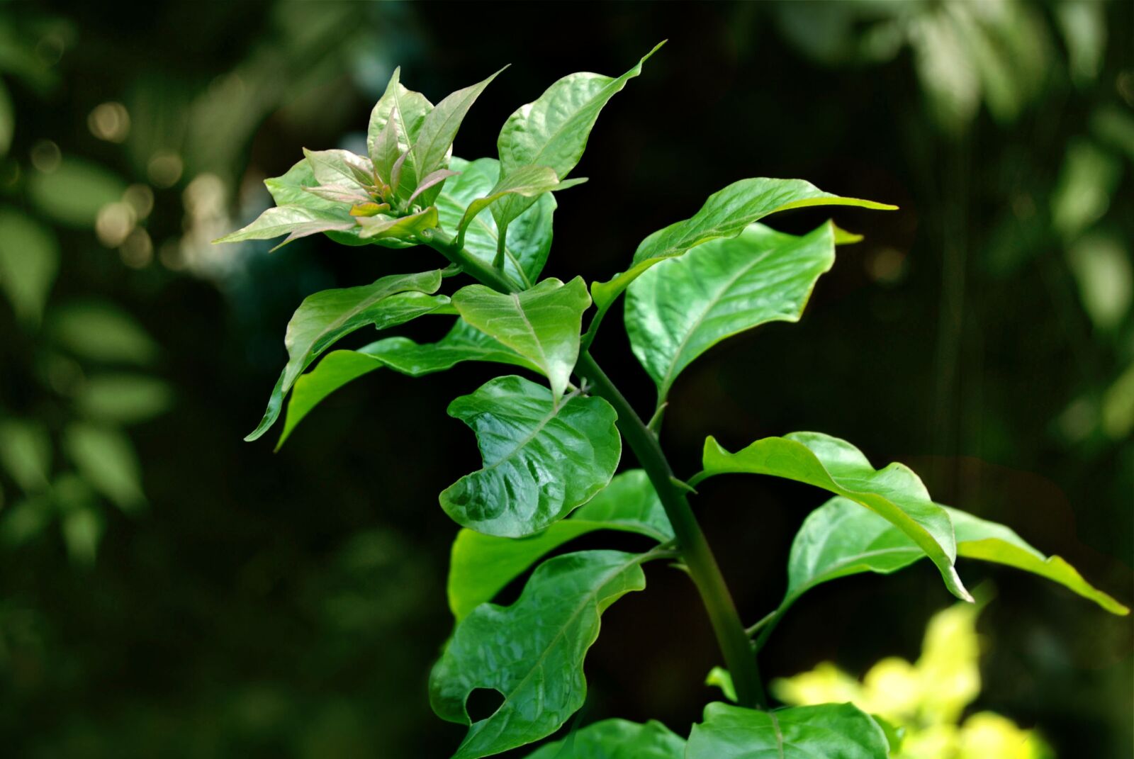 Nikon D80 sample photo. Leaf, green, bougeinville photography