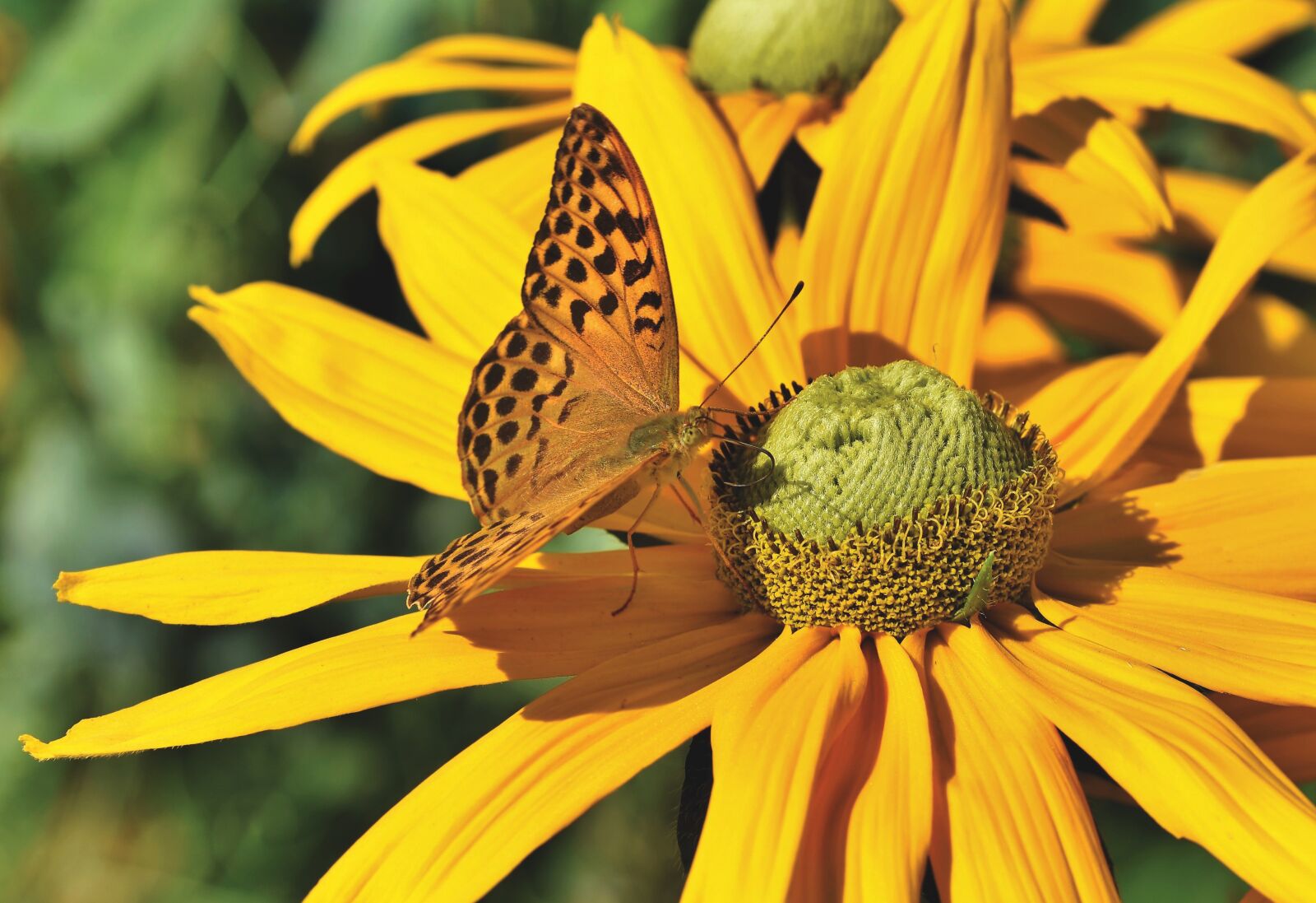 Nikon D7200 sample photo. Butterfly, blossom, bloom photography