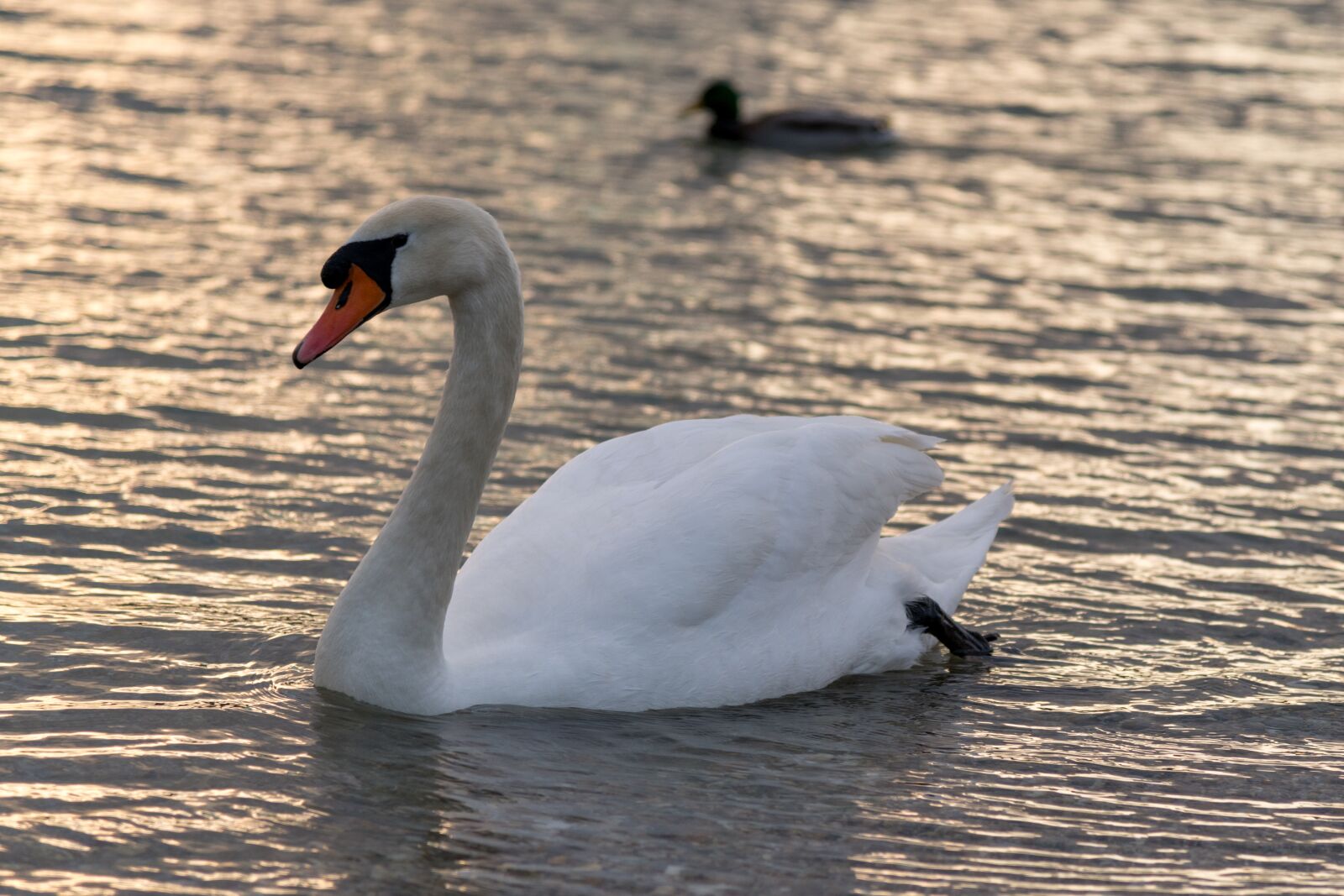 Nikon D850 sample photo. Swan, lake, nature photography