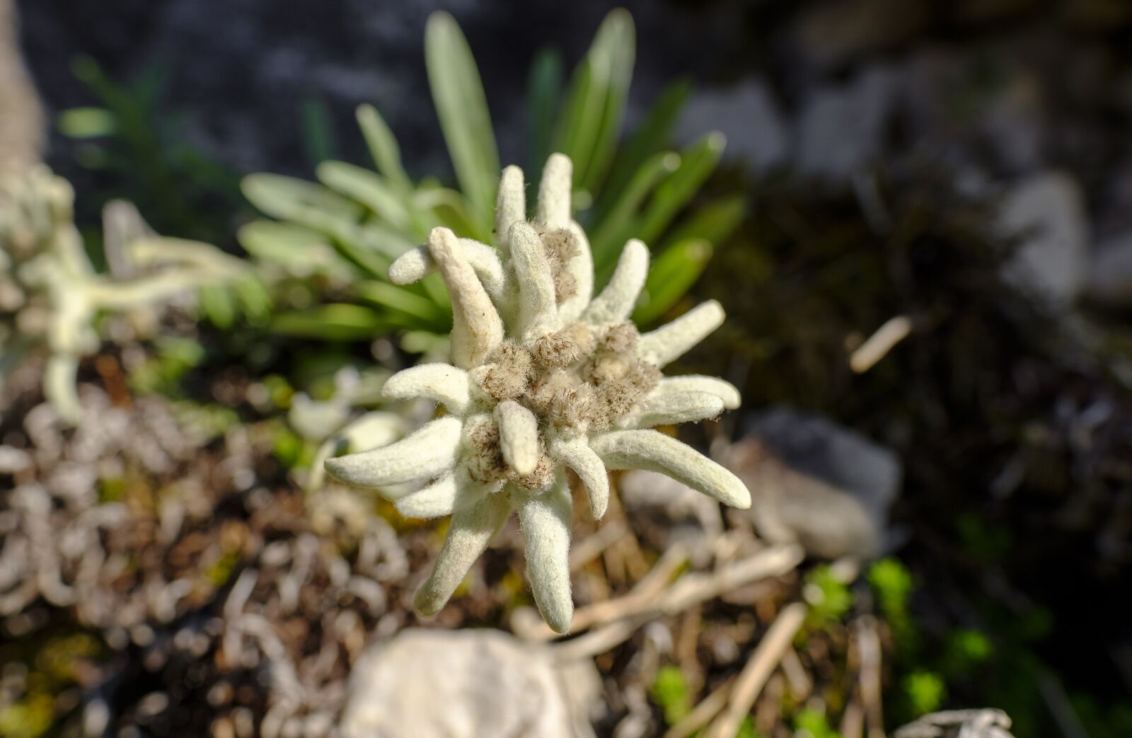 Fujifilm X-T2 sample photo. Edelweiss, flower, blossom photography