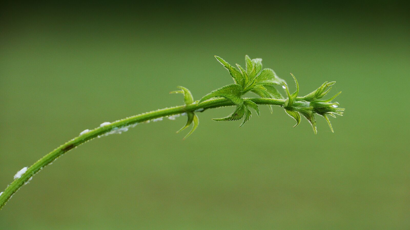 Panasonic Lumix DMC-GH3 sample photo. Plants, greenness, nature photography