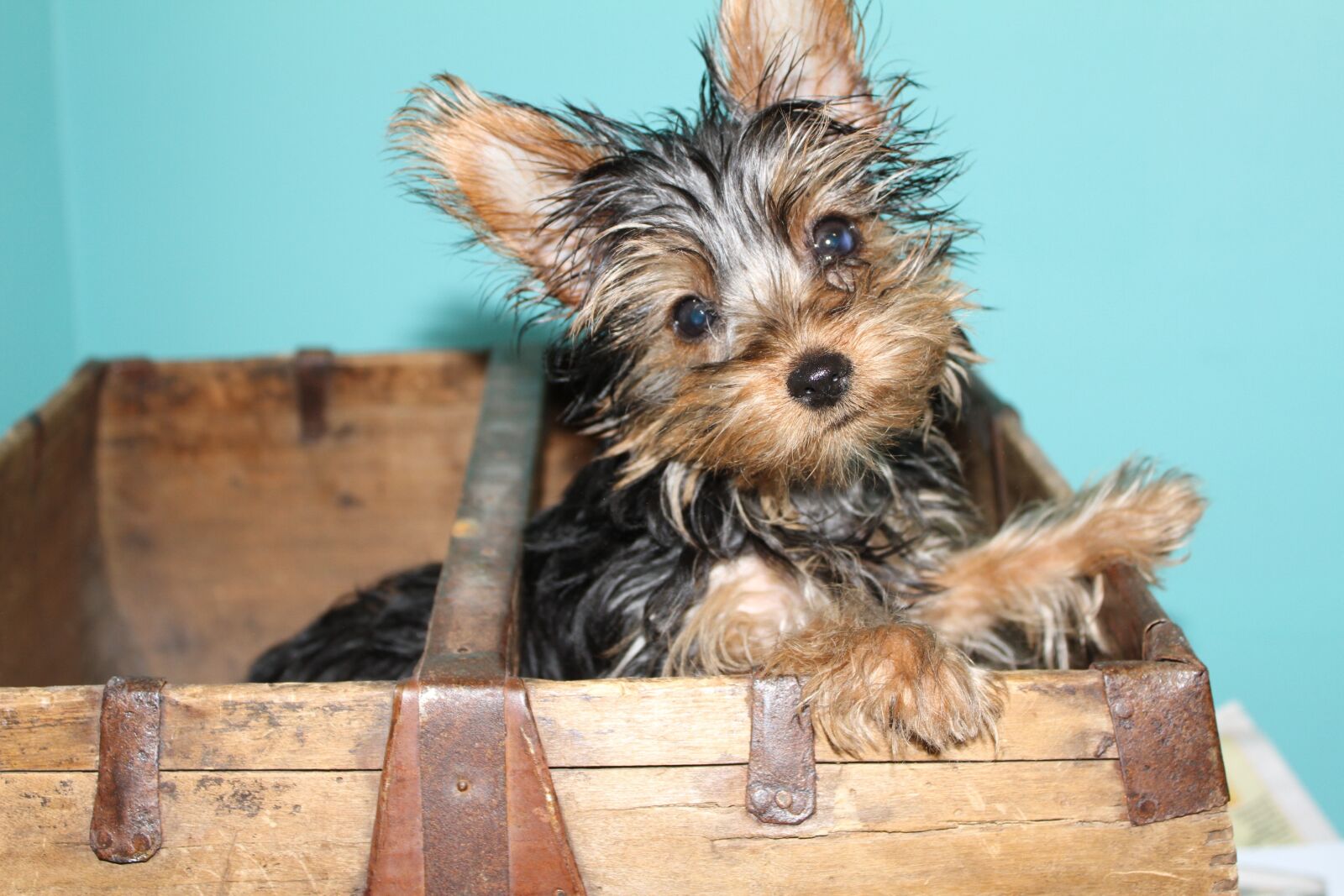 Canon EOS 7D sample photo. Yorkie, yorkshire, terrier photography