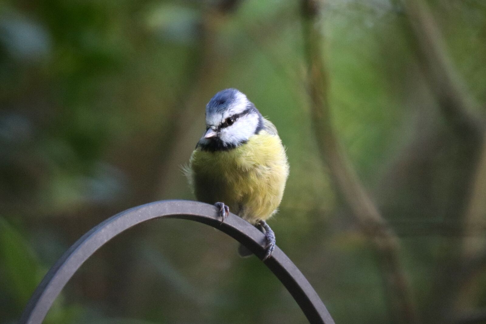 Canon EF 70-300 F4-5.6 IS II USM sample photo. Blue, yellow, blue tit photography