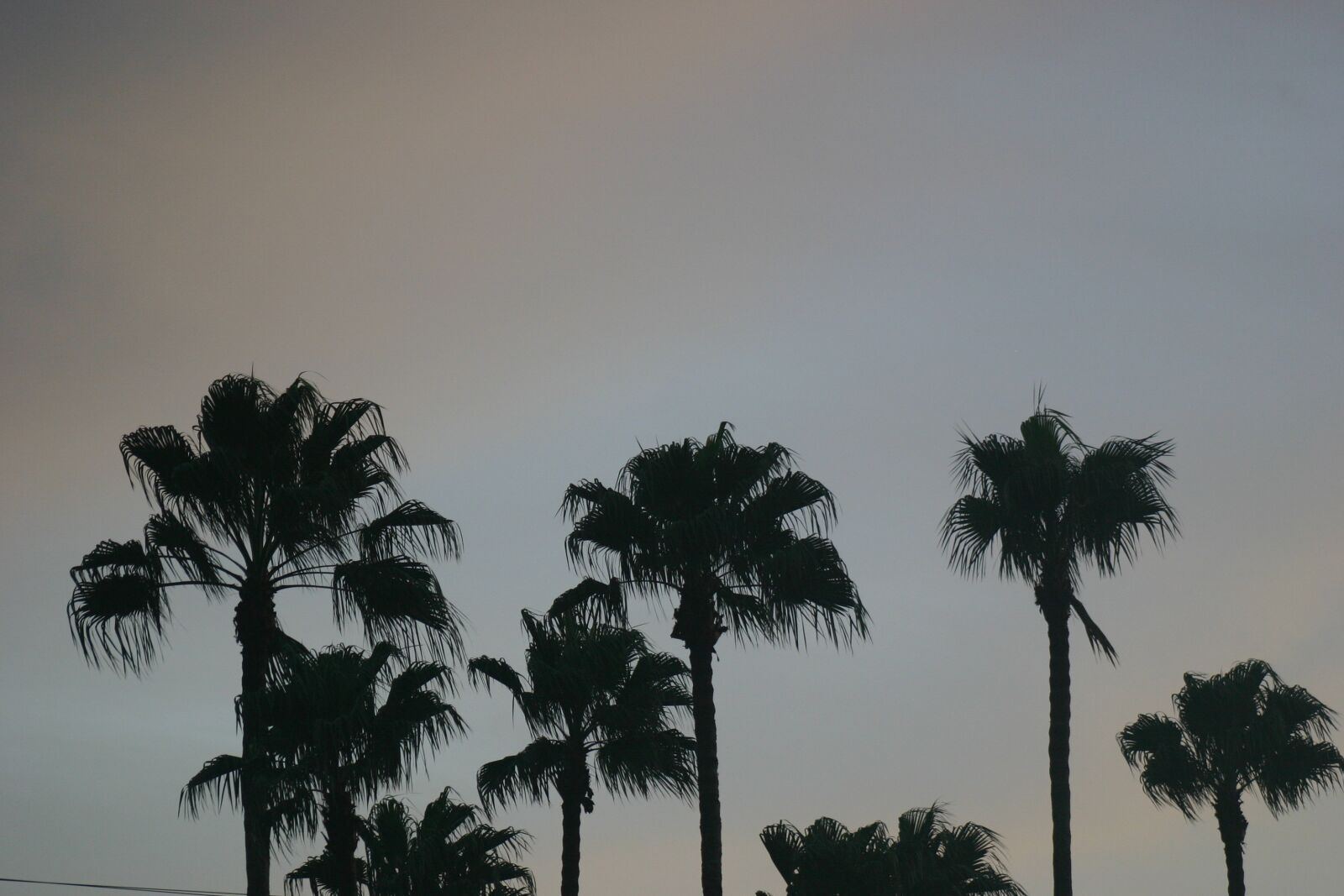 Canon EOS 300D (EOS Digital Rebel / EOS Kiss Digital) sample photo. Palm trees, dusk, sky photography