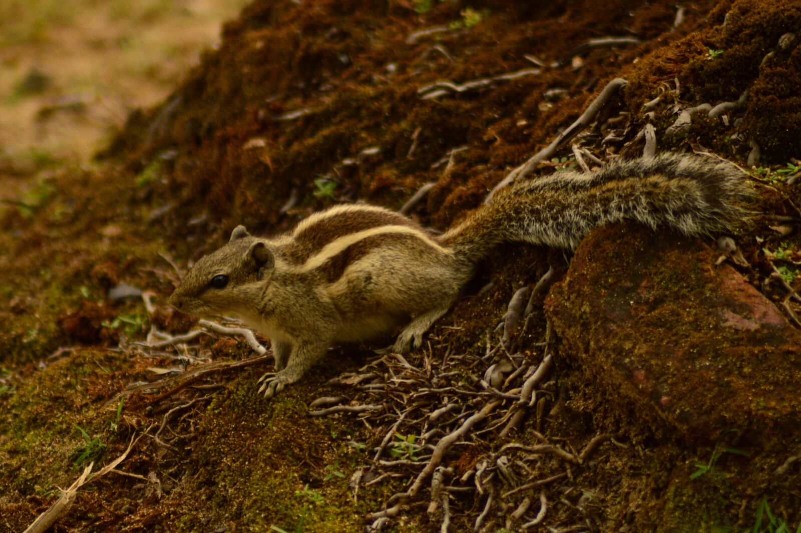 Nikon D3200 sample photo. Squirrel, nature, wildlife photography