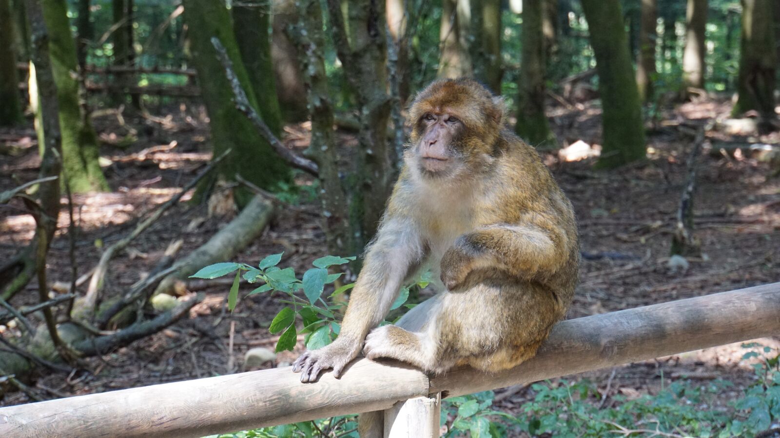 Sony E 18-200mm F3.5-6.3 OSS LE sample photo. Barbary ape, animal, monkey photography