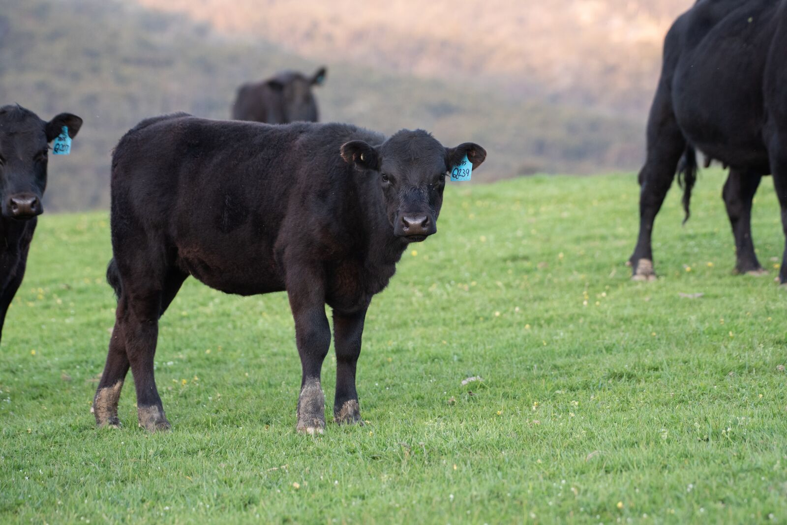 Nikon D750 sample photo. Cow, black angus, farm photography