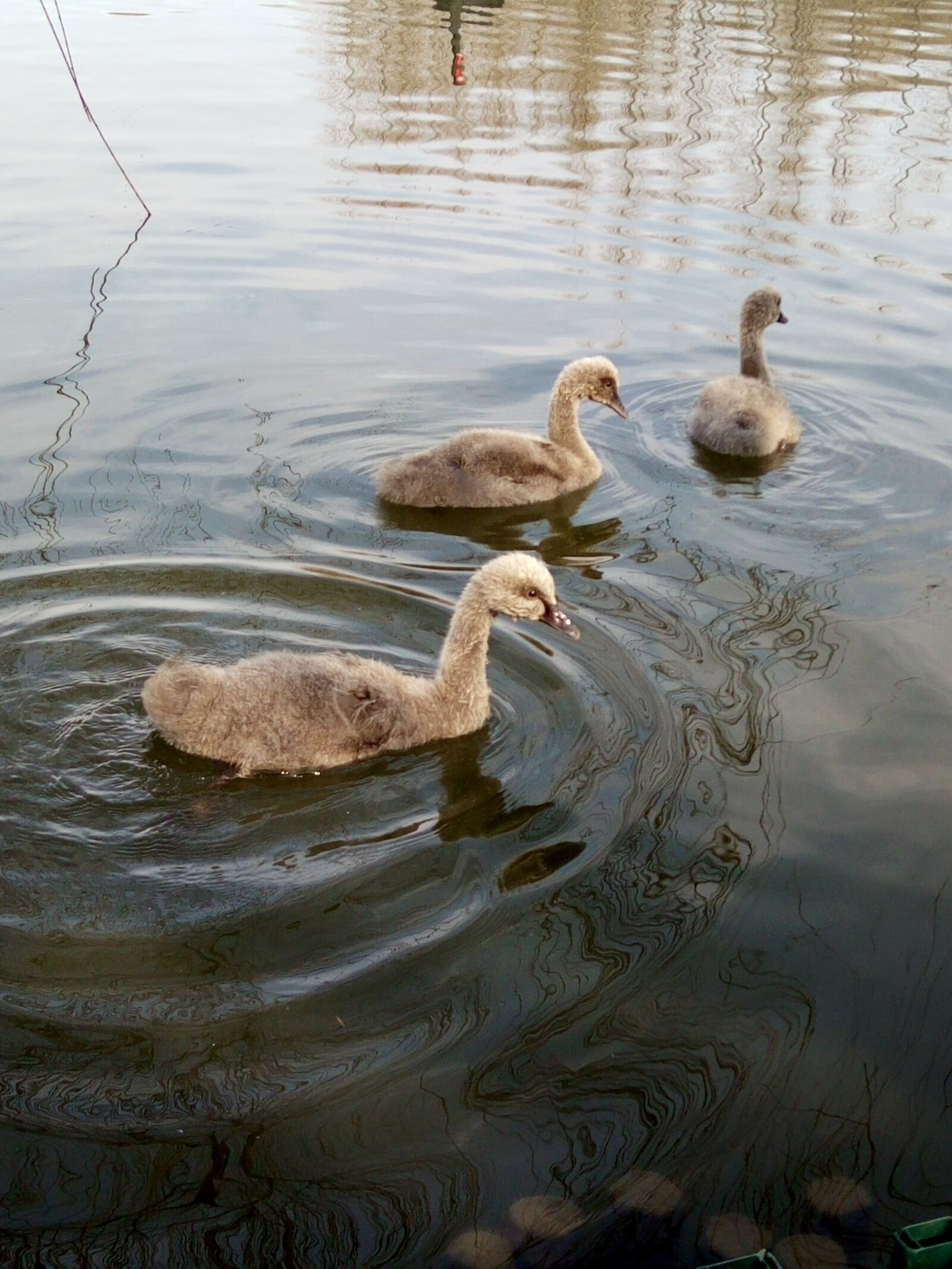 OPPO R7 sample photo. Small, day, goose photography