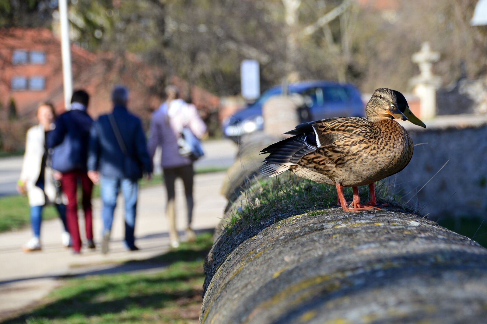 Nikon D3200 sample photo. Duck, teal, bird photography
