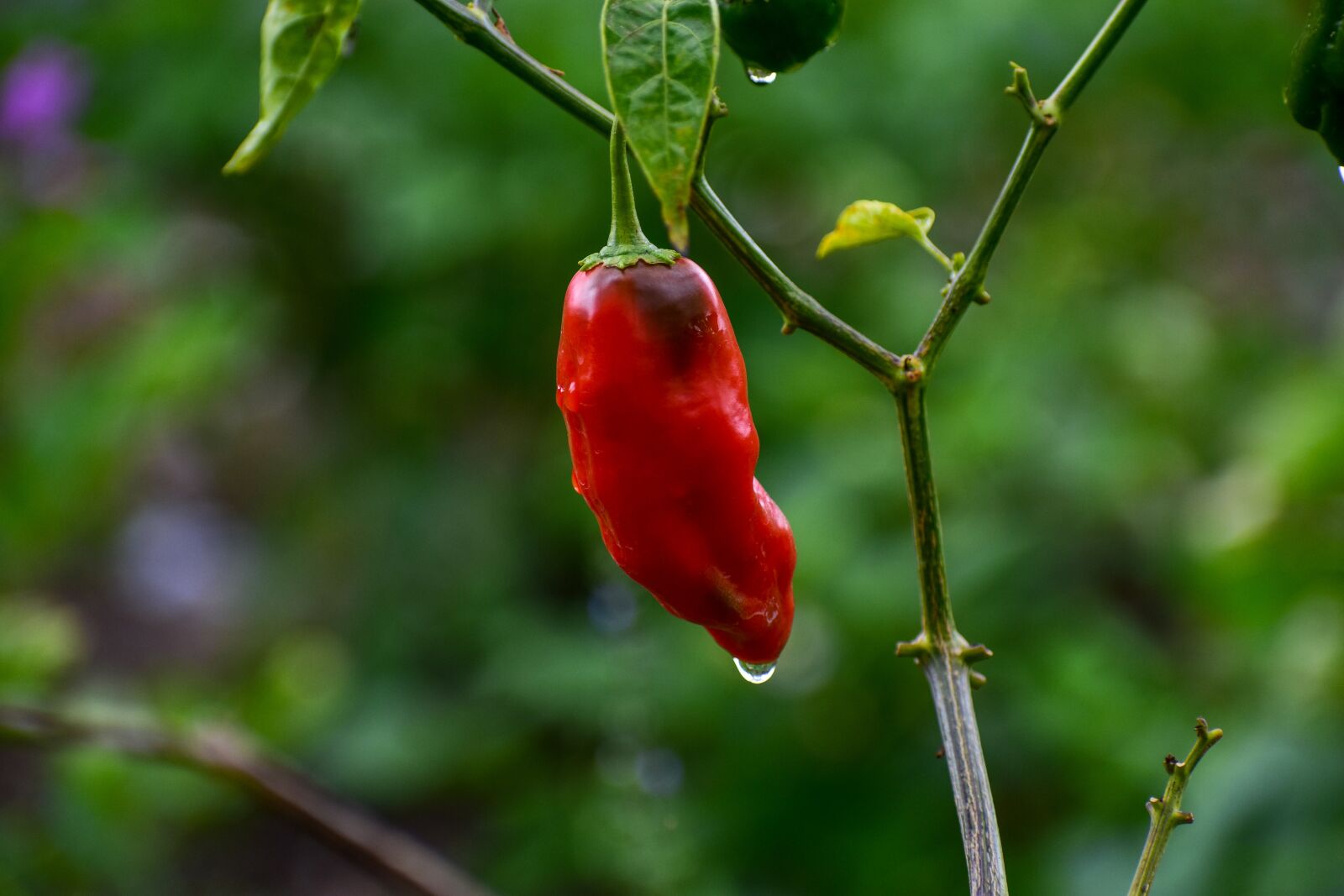 Nikon D3400 sample photo. Aji, spicy, pepper photography