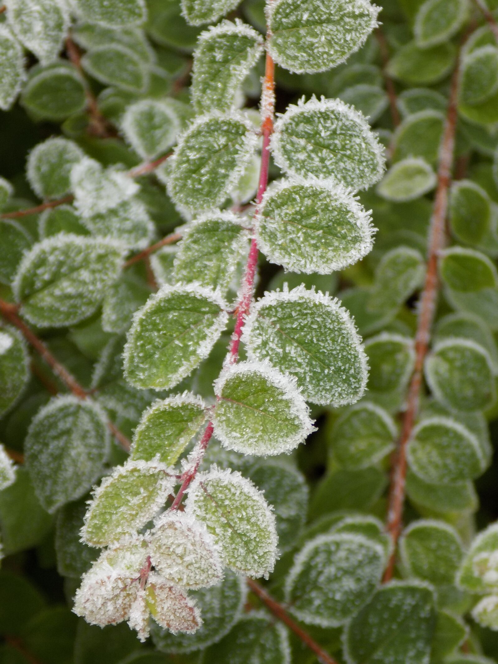 Nikon COOLPIX L340 sample photo. Medlar, green leaves, frost photography