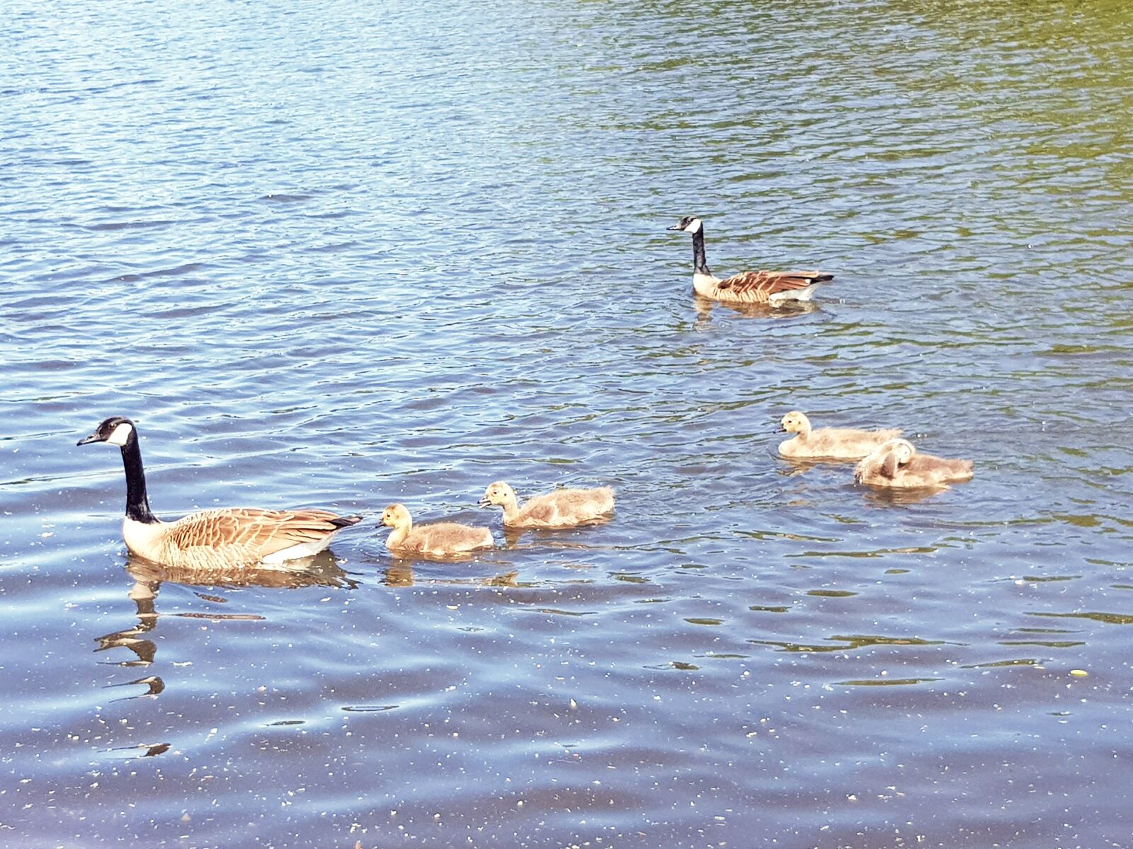 Samsung Galaxy S8 sample photo. Canada geese, chicks, family photography