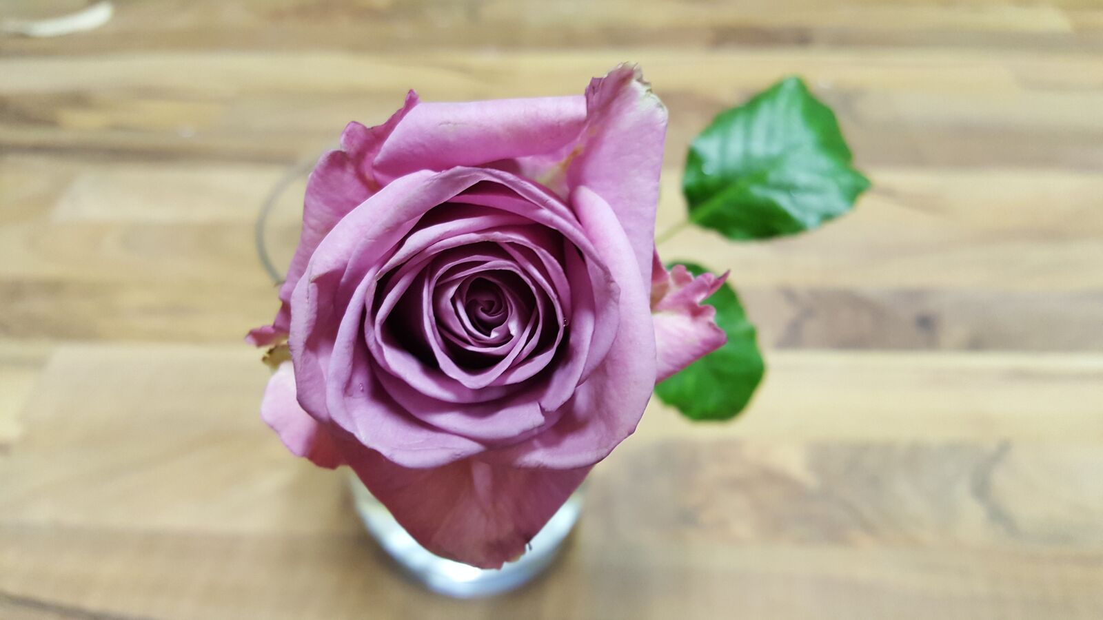Samsung Galaxy S6 sample photo. Flower, rose, petal photography