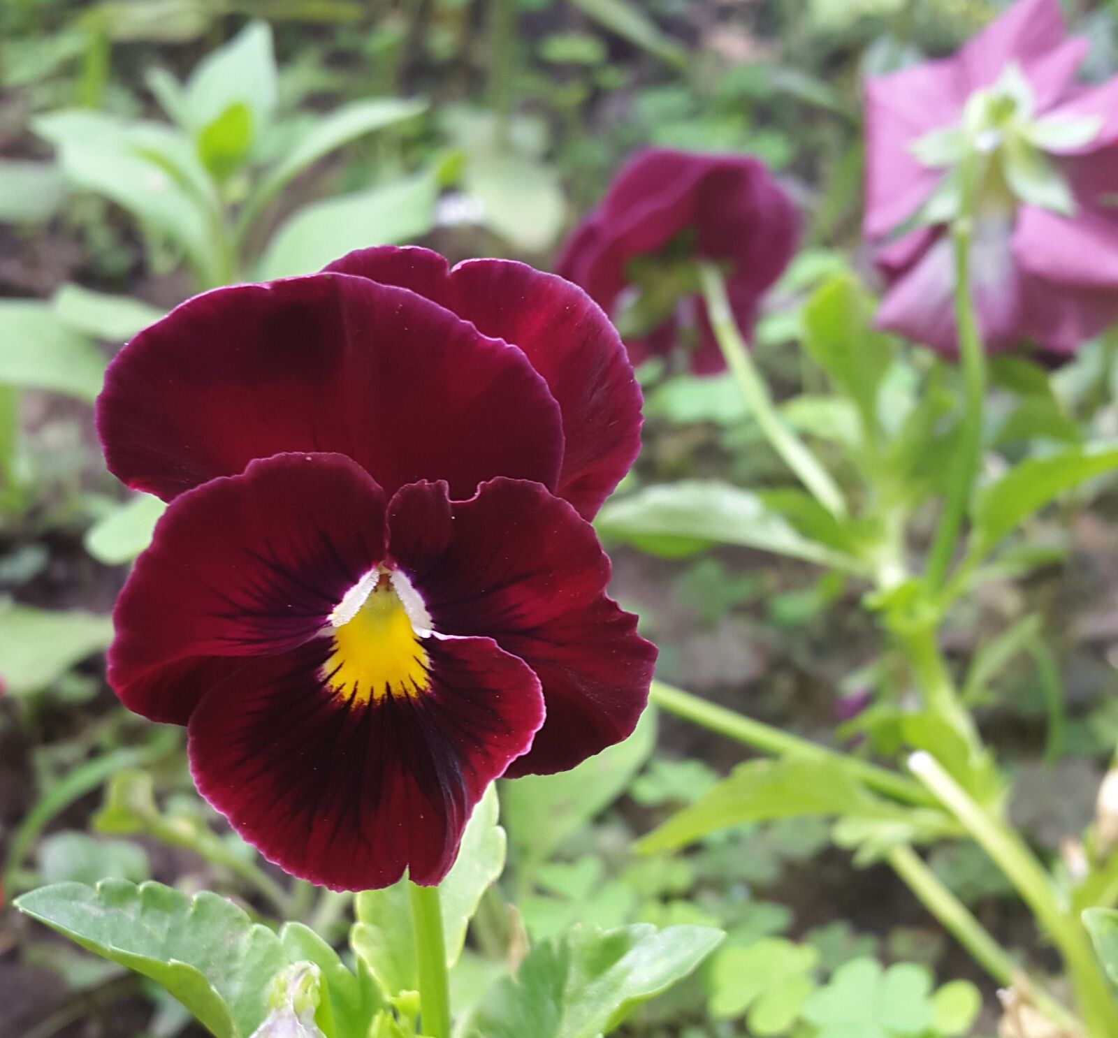 Samsung Galaxy Alpha sample photo. Plant, flower, garden photography