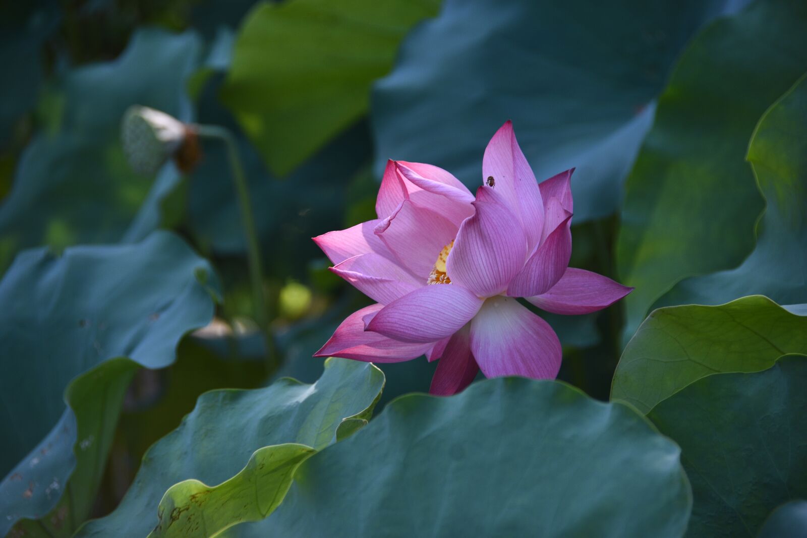 Nikon D7200 sample photo. Lotus, fragrant, pink photography