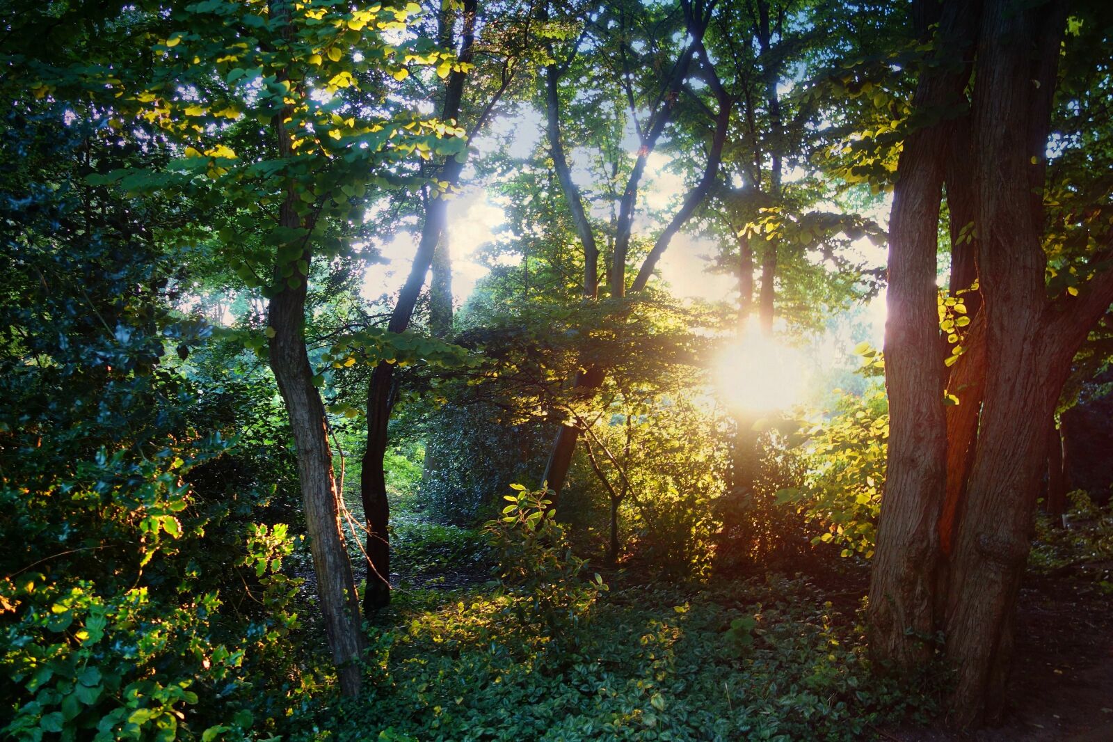 Sony Cyber-shot DSC-RX100 sample photo. Forest, trees, sunlight photography