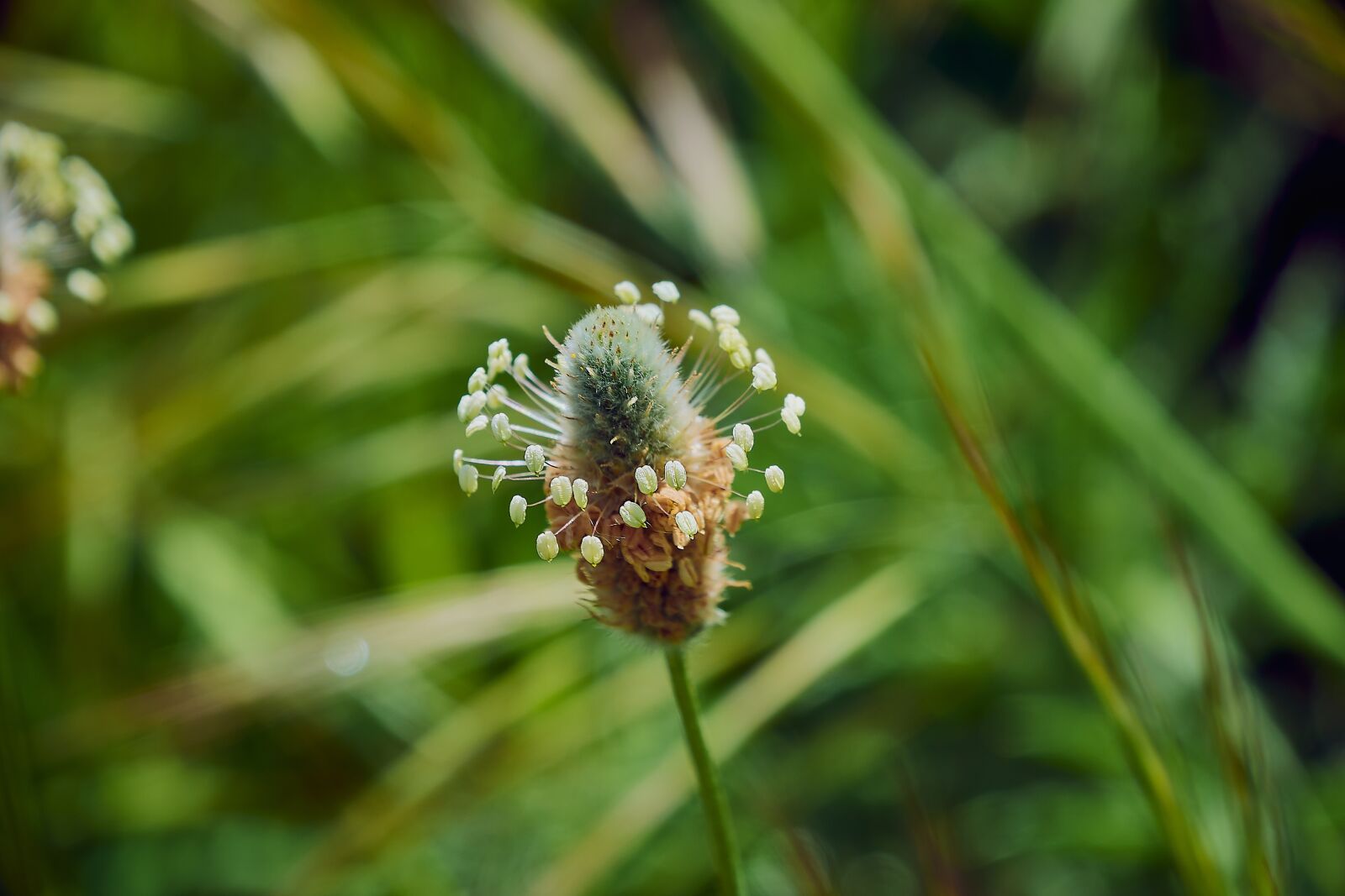 Nikon D7200 sample photo. Plantago lanceolata, flower, garden photography