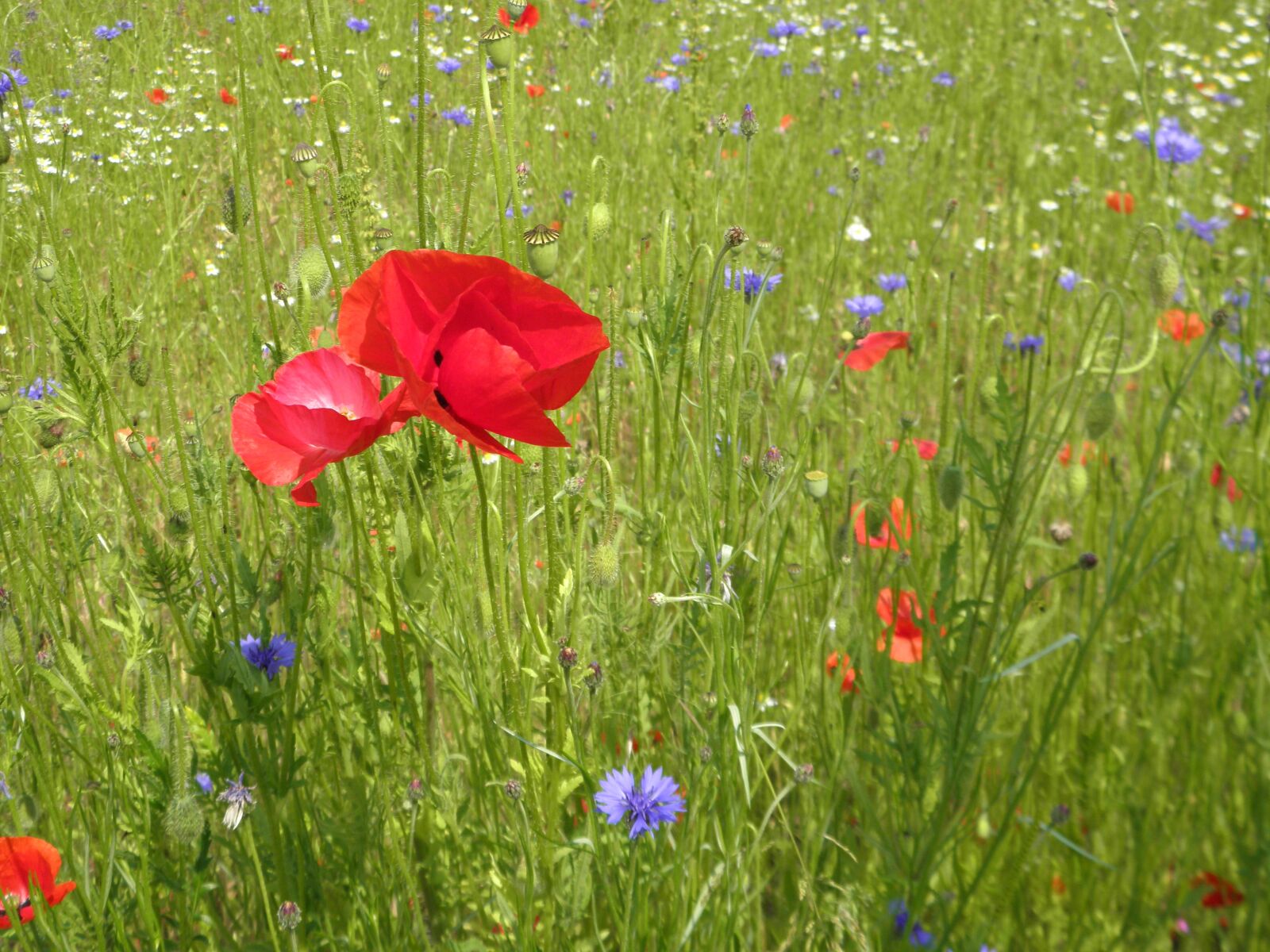 Olympus SP600UZ sample photo. Flower meadow, red flower photography