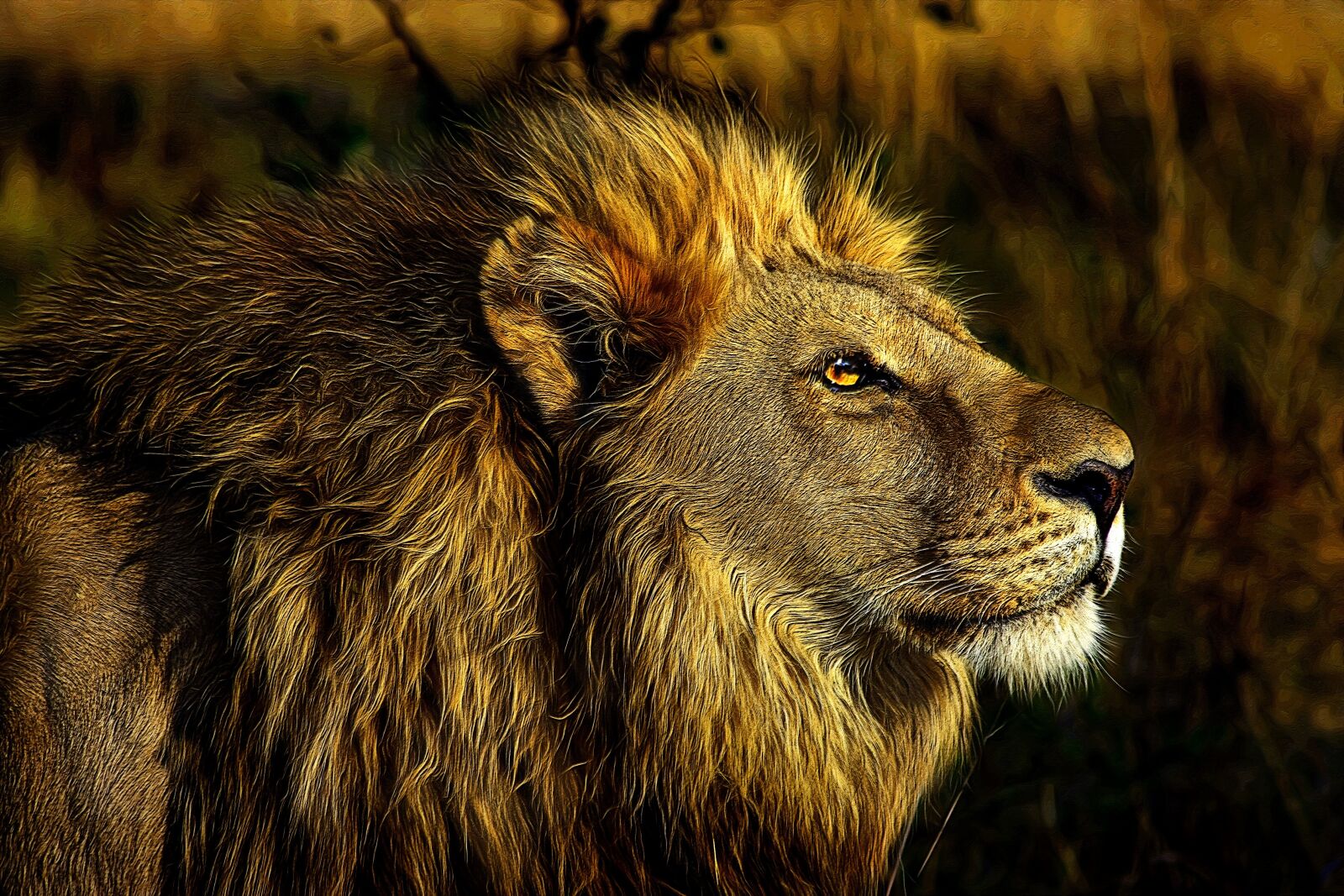 Canon EOS 40D sample photo. Lion, wild, animal photography