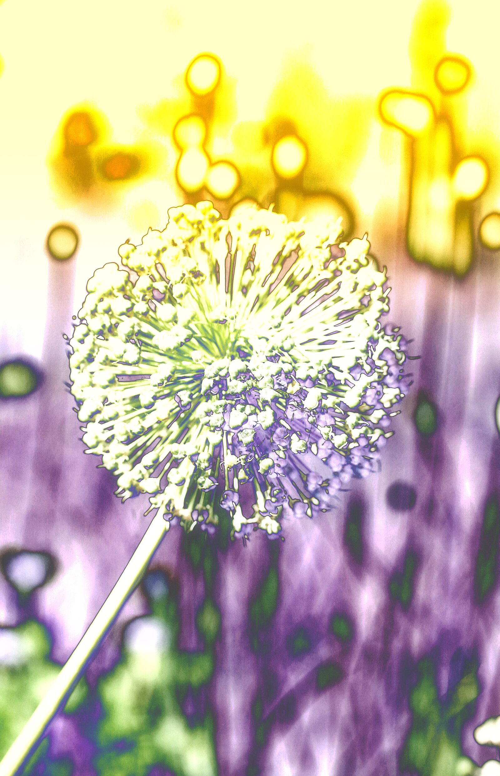Canon EOS 400D (EOS Digital Rebel XTi / EOS Kiss Digital X) sample photo. Seeds was, ornamental onion photography
