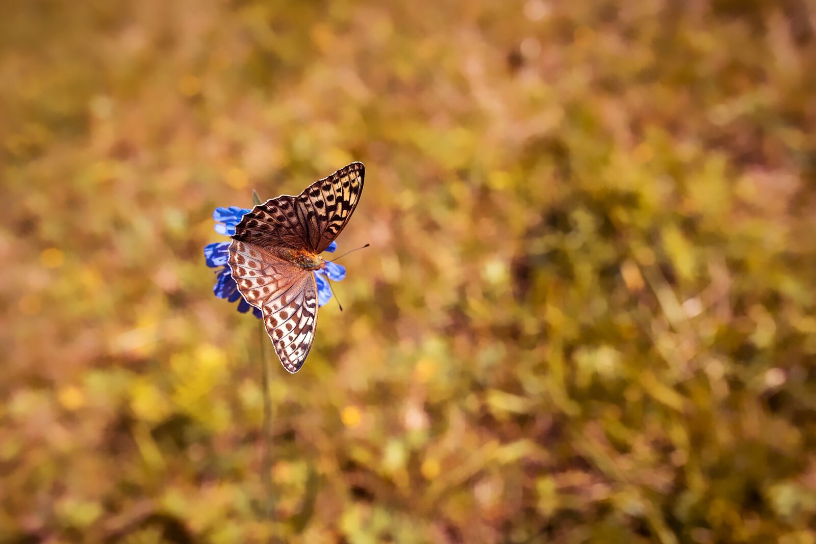 Nikon D750 sample photo. Butterfly, butterflies, edelfalter photography