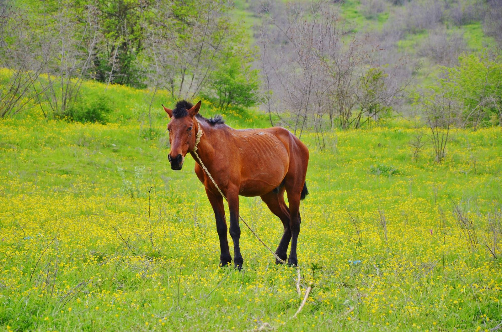 Nikon D7000 sample photo. Horse, animal, farm photography