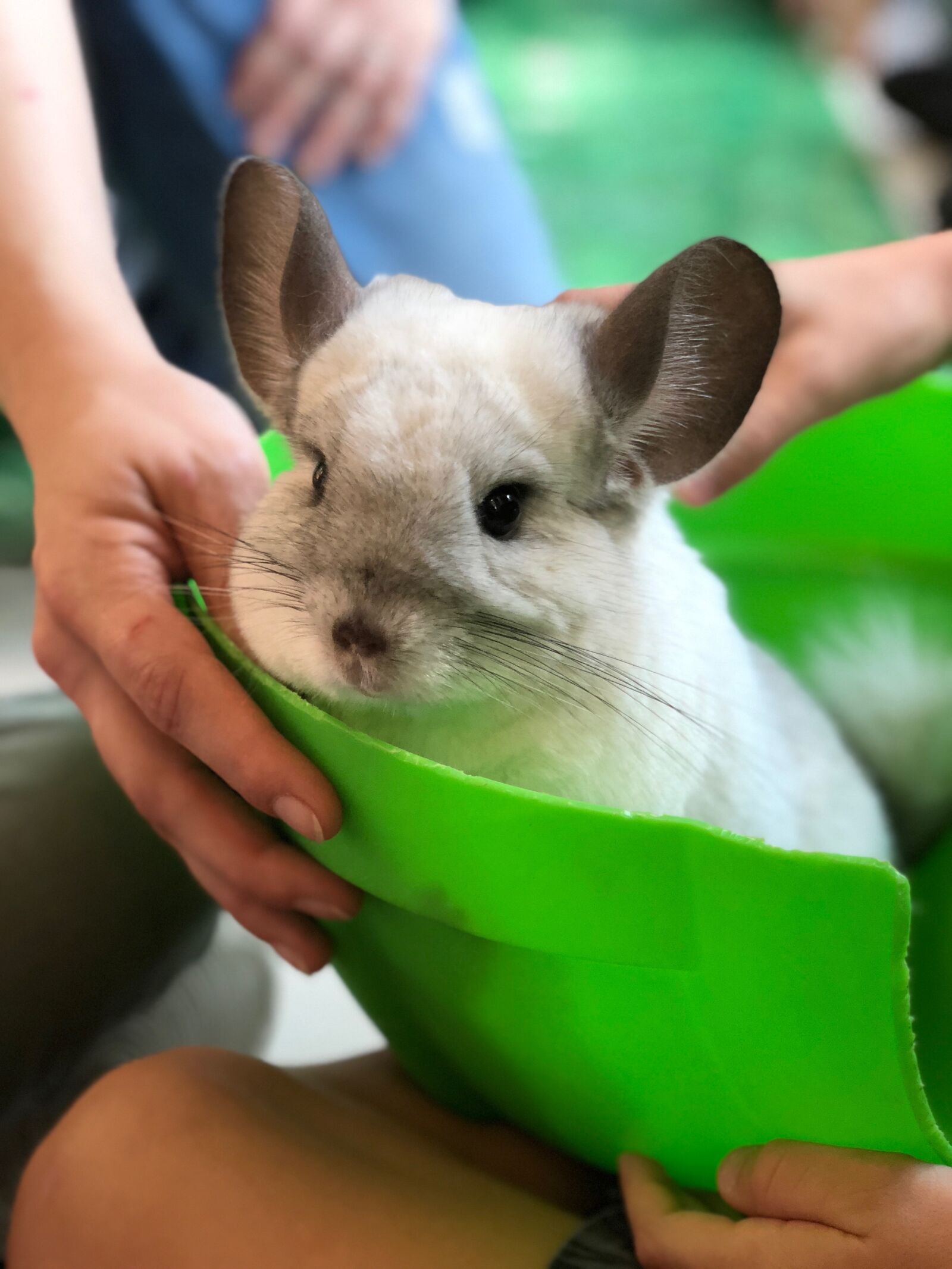 iPhone X back dual camera 6mm f/2.4 sample photo. Chinchilla, fluffy, fury photography