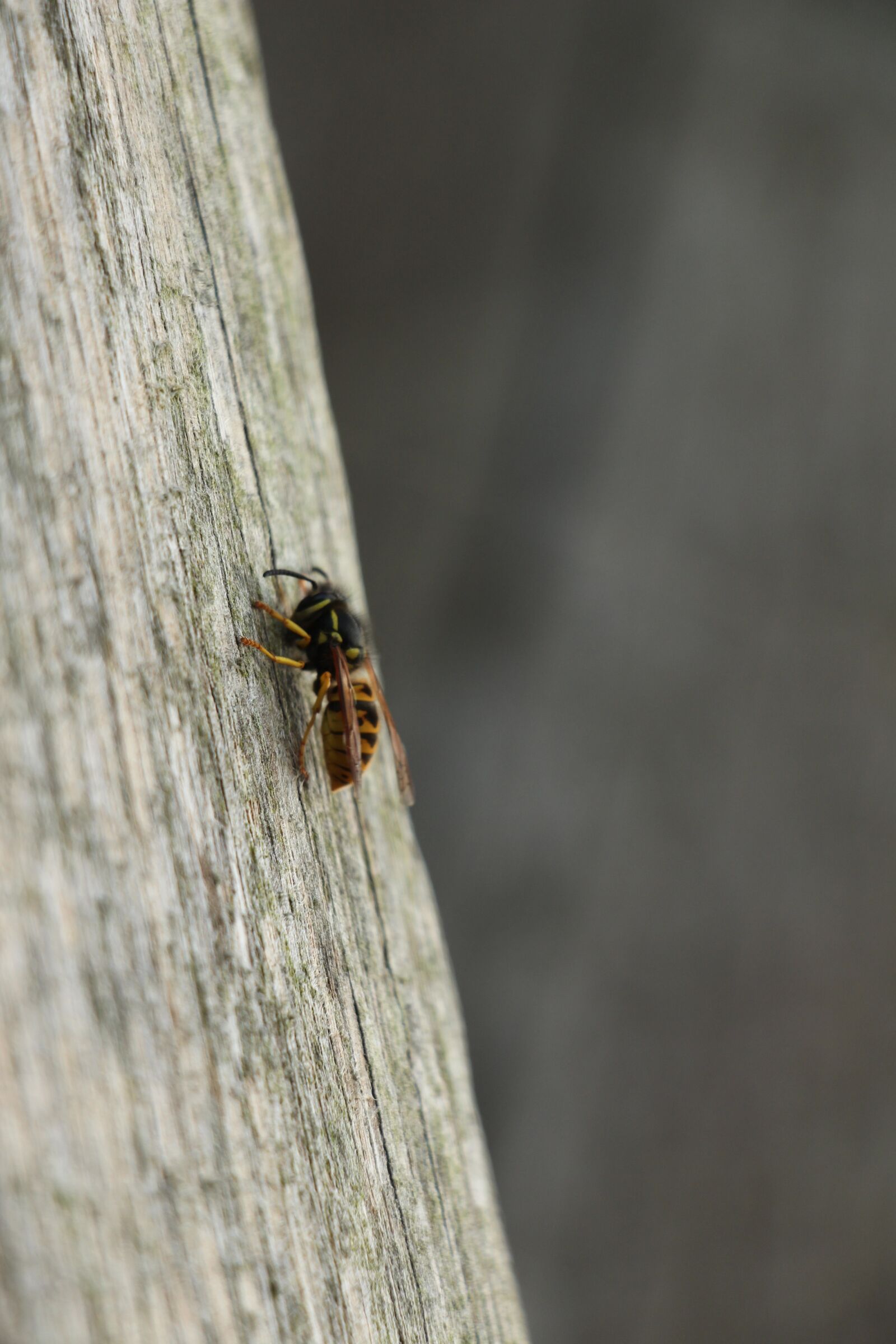 Canon EOS 700D (EOS Rebel T5i / EOS Kiss X7i) sample photo. Wasp, bug, nature photography