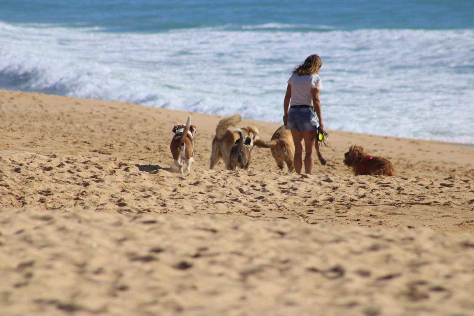 Canon EF75-300mm f/4-5.6 sample photo. Dogs, person, woman photography