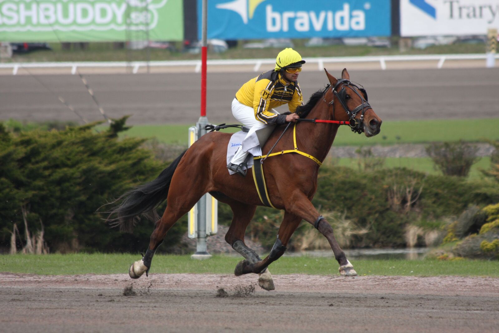 Canon EOS 40D sample photo. Horse, trav, animals photography