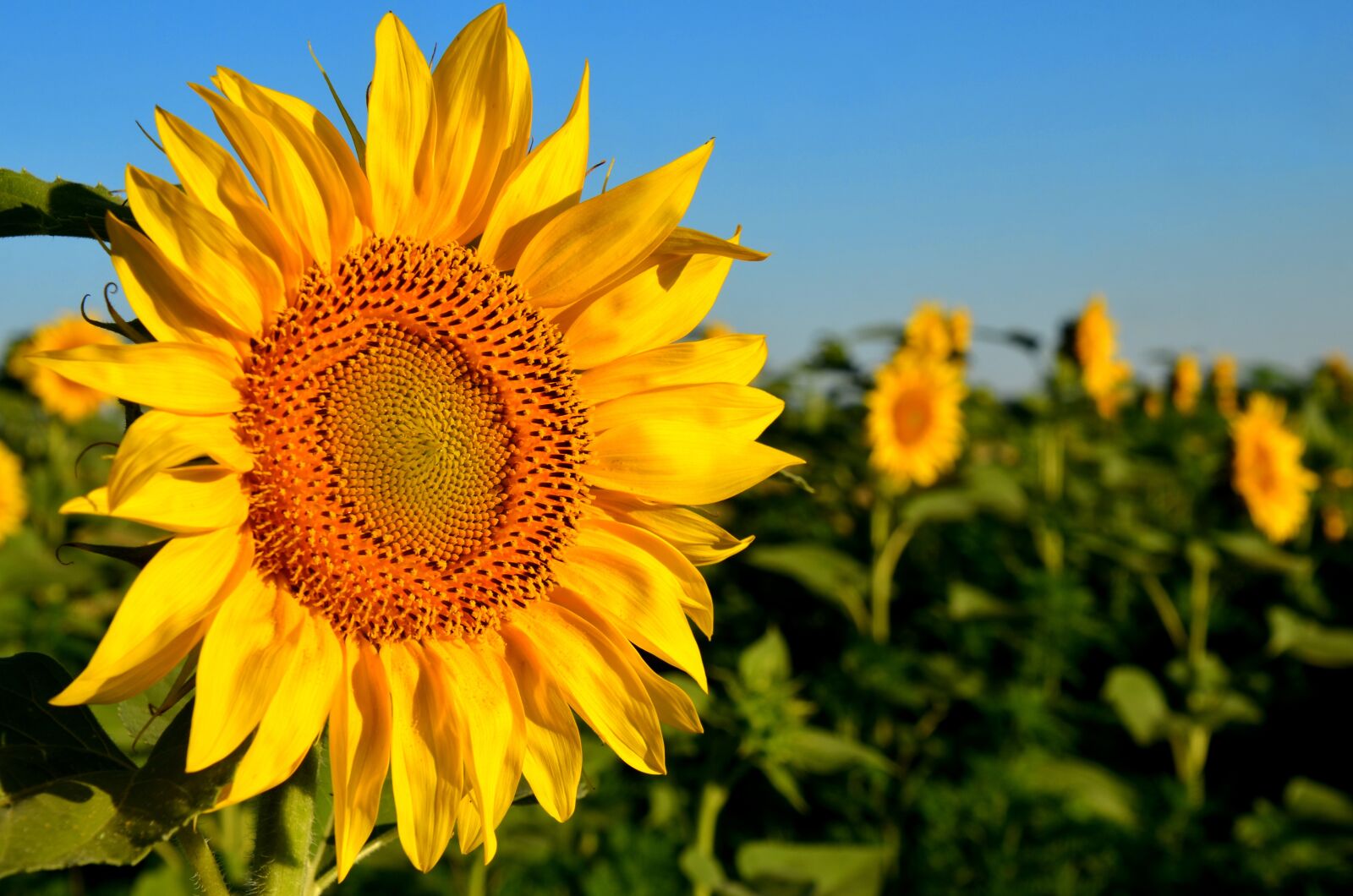 Nikon D7000 sample photo. Sunflower, yellow, flower photography